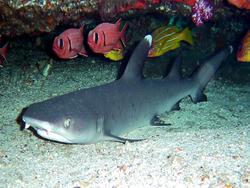 Thailand Dive Centre